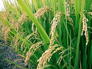 На юге Казахстана будут выращивать рис по вьетнамской технологии